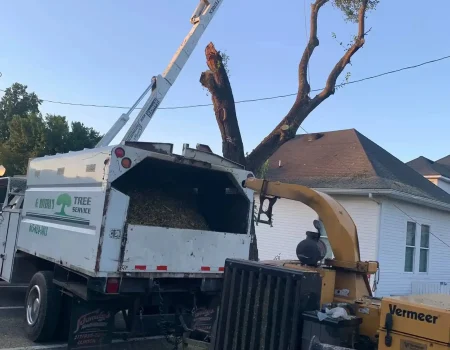 imgi_56_g-riveras-tree-service-gallery-03-1920w