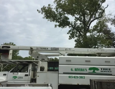 imgi_58_g-riveras-tree-service-gallery-04-1920w