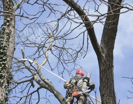 imgi_62_g-riveras-tree-service-gallery-07-1920w