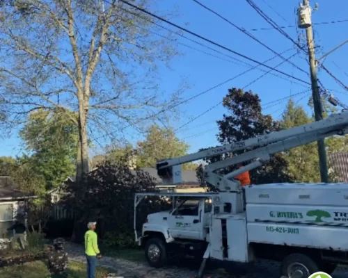 imgi_65_g-riveras-tree-service-gallery-09