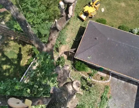 imgi_69_g-riveras-tree-service-gallery-11