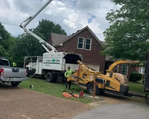 imgi_76_g-riveras-tree-service-gallery-14-1920w