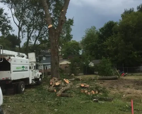 imgi_77_g-riveras-tree-service-gallery-15