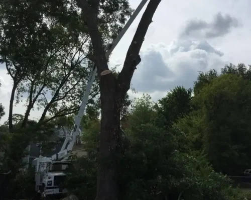 imgi_79_g-riveras-tree-service-gallery-16